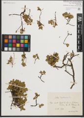 Foto von Salix herbacea L.